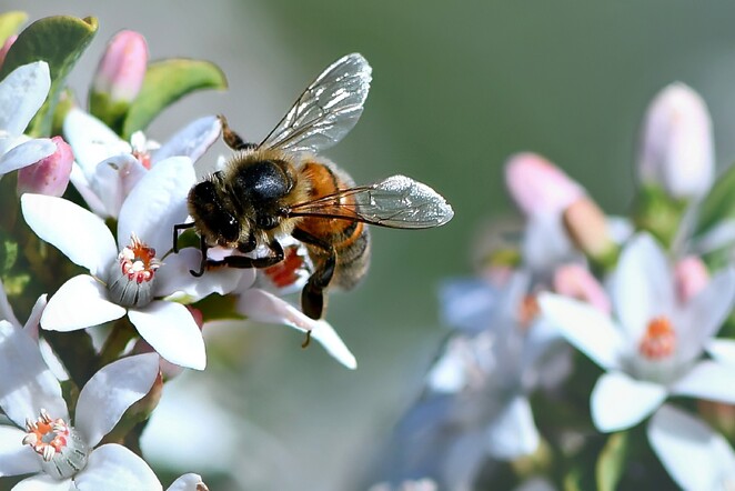 Bee on flower - CERES Fair Food Honey bee on flower