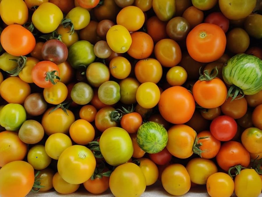 Assorted tomatoes grown at CERES Joe's Garden, Coburg.