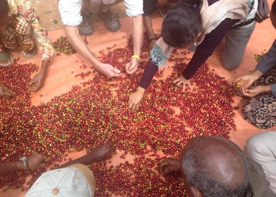 Coffee Timor-Leste