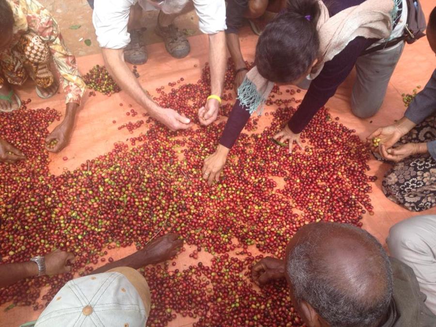 Sorting coffee beans, Timor Leste