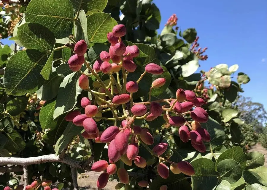Pistachio tree at Wahrina Pistachio farm