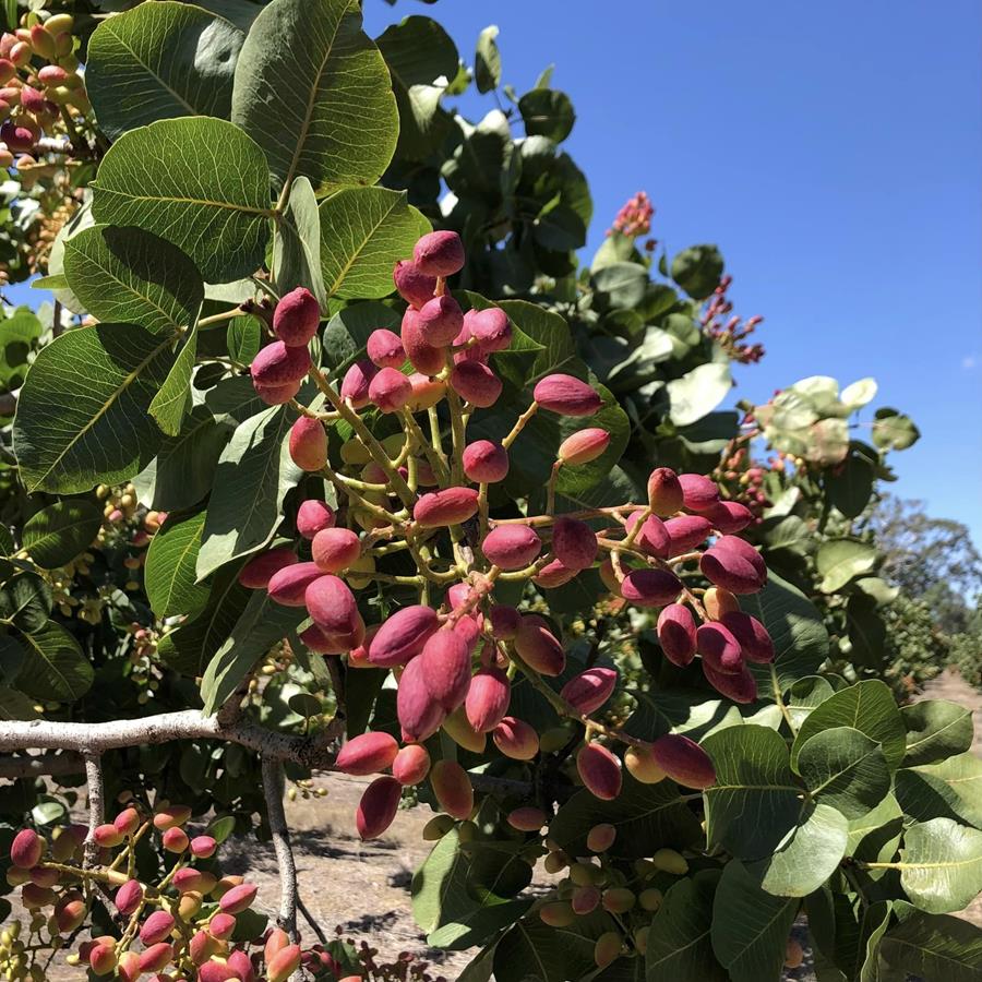 WahrinaPistachioTree - CERES Fair Food Wahrina pistachio tree