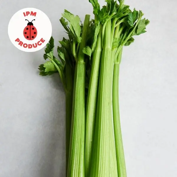 IPM celery bunch