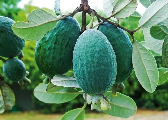 Feijoas