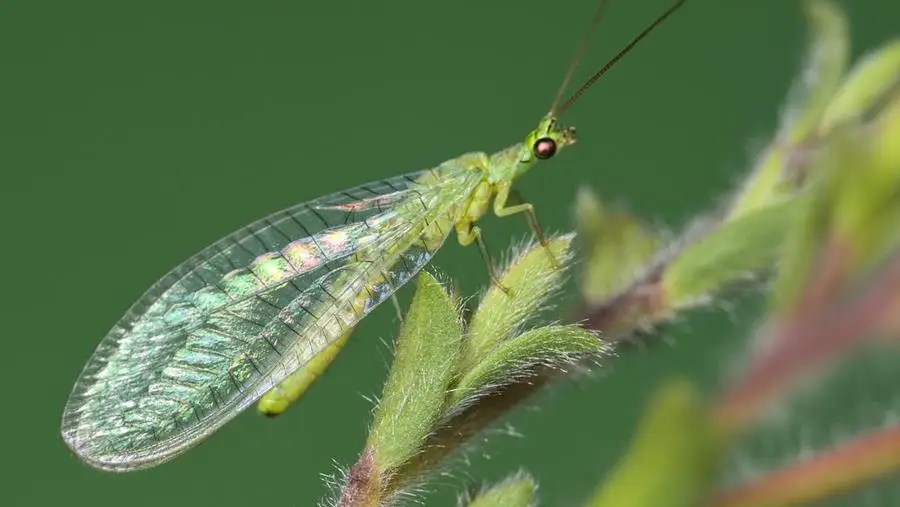 Lacewing