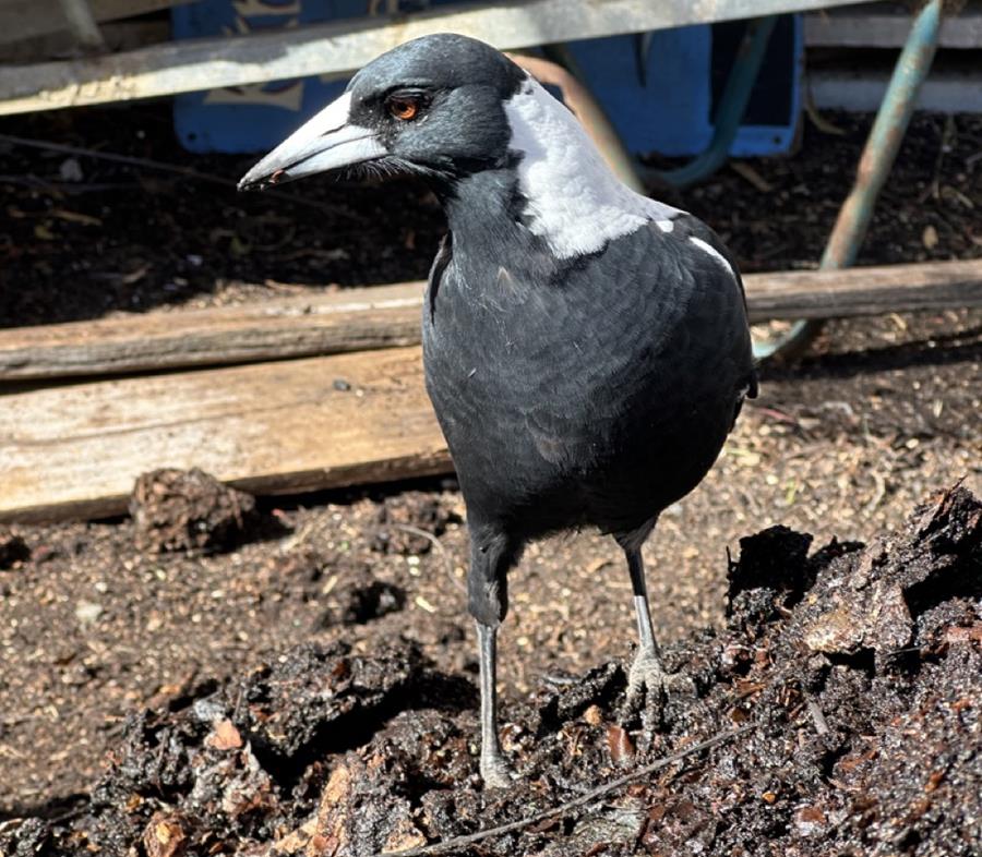 CERES-composting-magpie-friend - CERES Fair Food CERES magpie friend composting helper