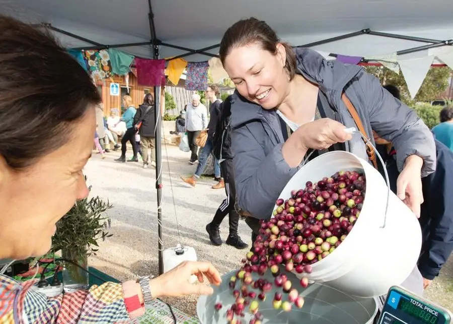 Weighing olives at CERES Olives to Oil event, 2023