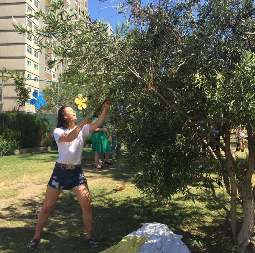 CERES Olives to Oil - community harvesting