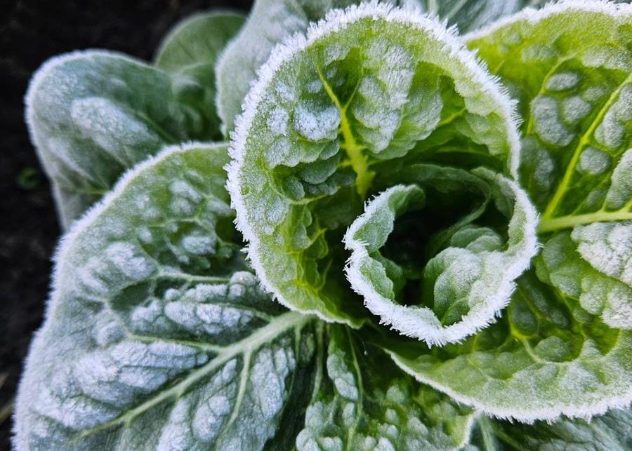 Icy lettuce at Joe's Market Garden