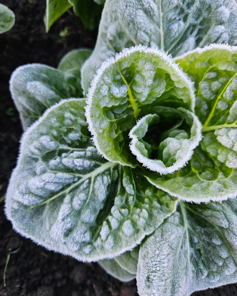 JoesFrostyLettuce - CERES Fair Food Frosty lettuce at CERES Joe's Market Garden