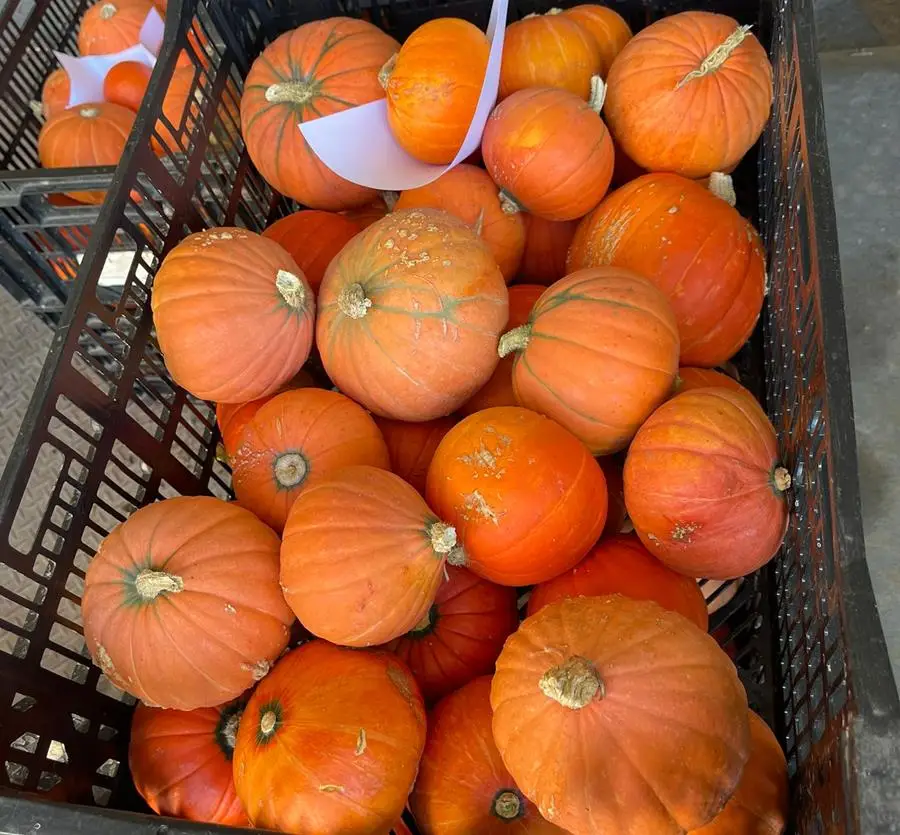Noleen_pumpkins_emmaline-farm - CERES Fair Food Golden Nugget pumpkins grown by Noleen, Emmaline Farm