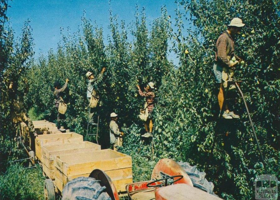 Pear harvest