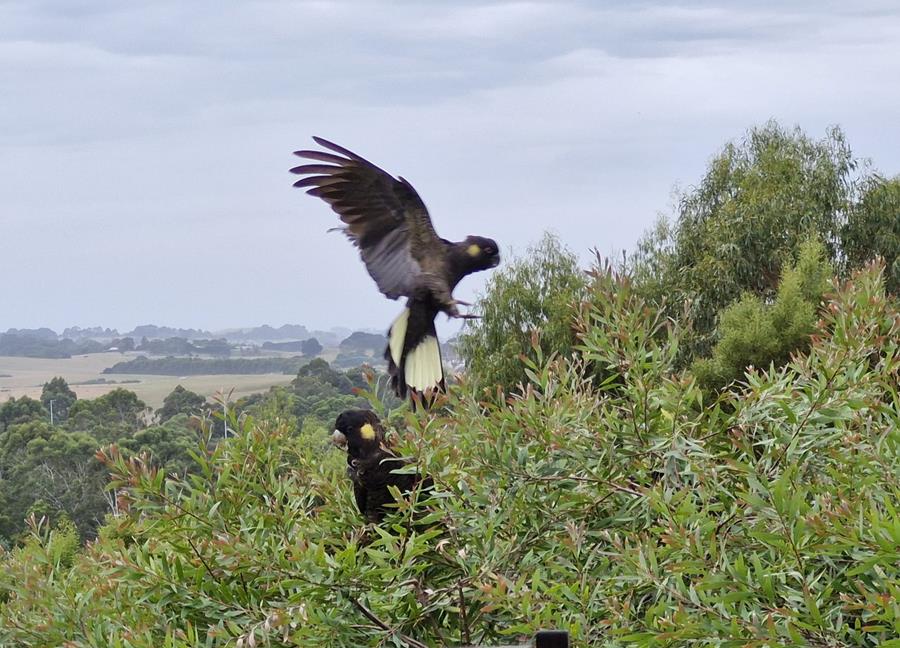 Yellow-tailed-black-cockatoos - CERES Fair Food Yellow tailed black cockatoos feeding in tree