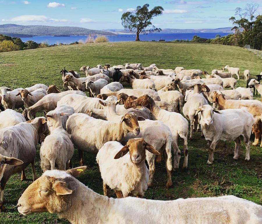 GrandveweHerd - CERES Fair Food Sheep herd at Grandvewe Cheese, Tasmania