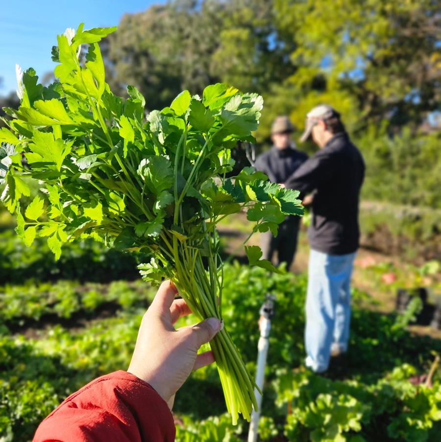 JoesParsley - CERES Fair Food Parsley bunch at CERES Joe's Garden, Coburg