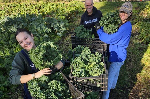 Volunteers_picking_Kale_at_Joes-Garden21 - CERES Fair Food Volunteers at CERES Joe's Garden, Coburg