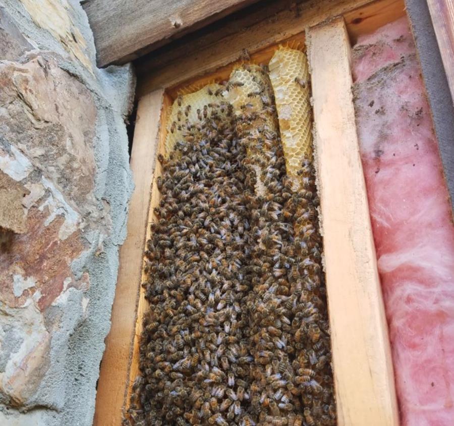 Bees-in-wall-Laszlo1 - CERES Fair Food Beesfriend - removing bee hive in wall
