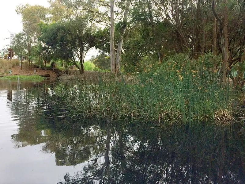 CERES-Dam - CERES Fair Food The dam and surrounding wetland vegetation at CERES, Brunswick