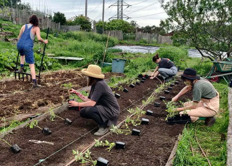 CERES Volunteers working in Honey Lane market garden