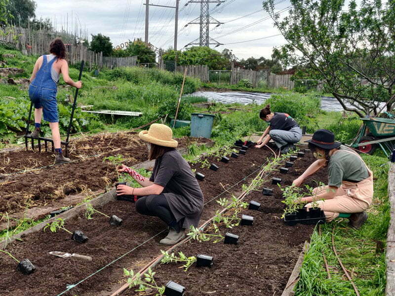 CERES-Volunteers - CERES Fair Food CERES Volunteers working in Honey Lane market garden