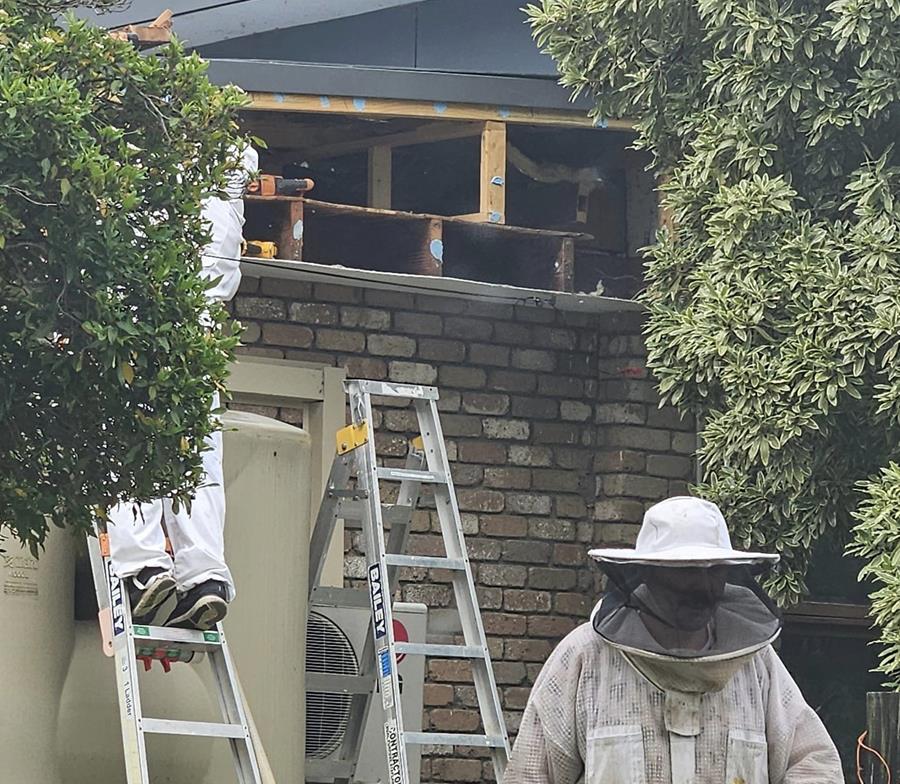 Lazlo-Bee-removal - CERES Fair Food Beesfriend, bee removal