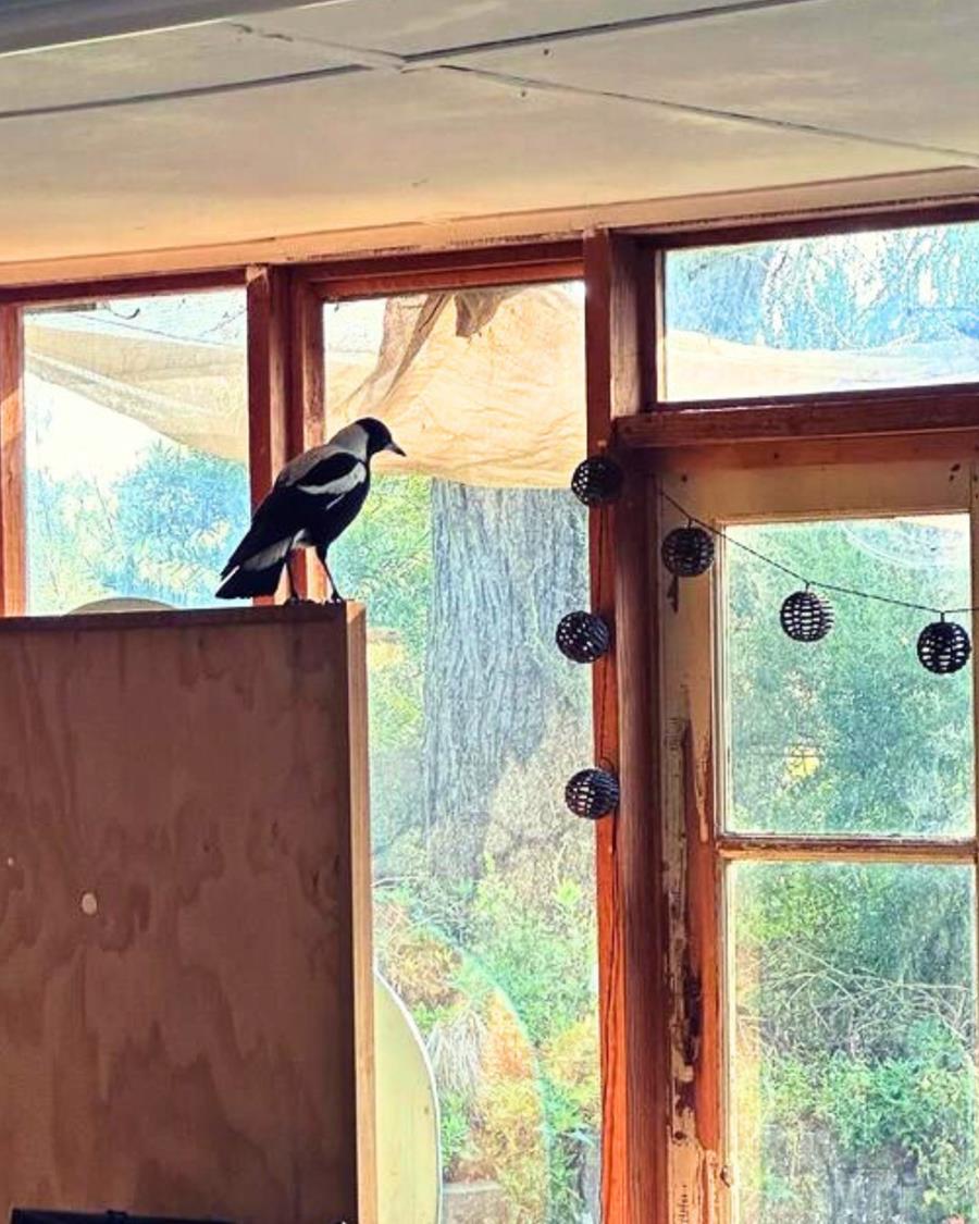 magpie-Izzie-in-ceres-office-2 - CERES Fair Food Magpie friend in CERES office 2