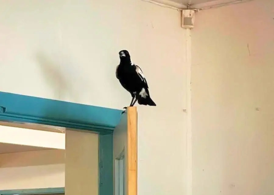 Magpie Izzie in the CERES office 2024