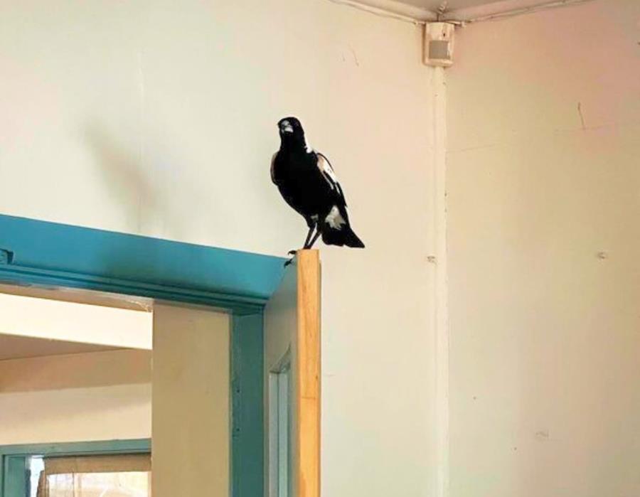 magpie-Izzie-in-ceres-office - CERES Fair Food Magpie friend in CERES office 2