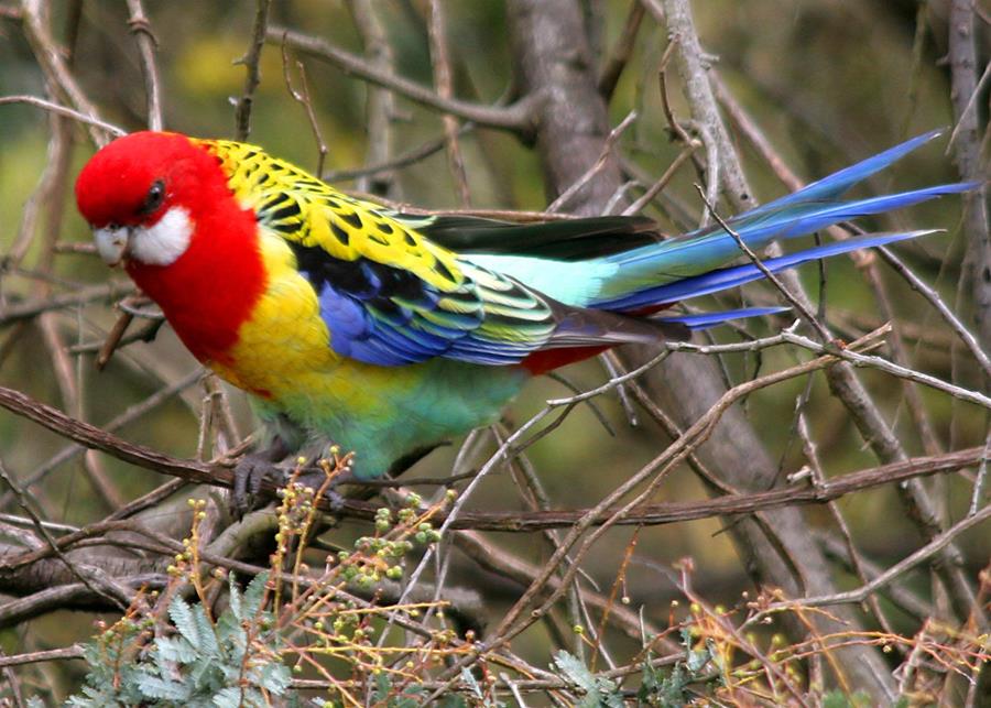 Eastern-Rosella - CERES Fair Food Eastern Rosella, complete with 'eighties tracksuit' plumage.