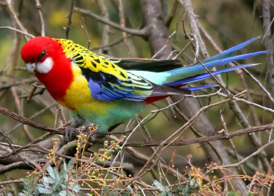 Eastern Rosella, complete with 'eighties tracksuit' plumage.