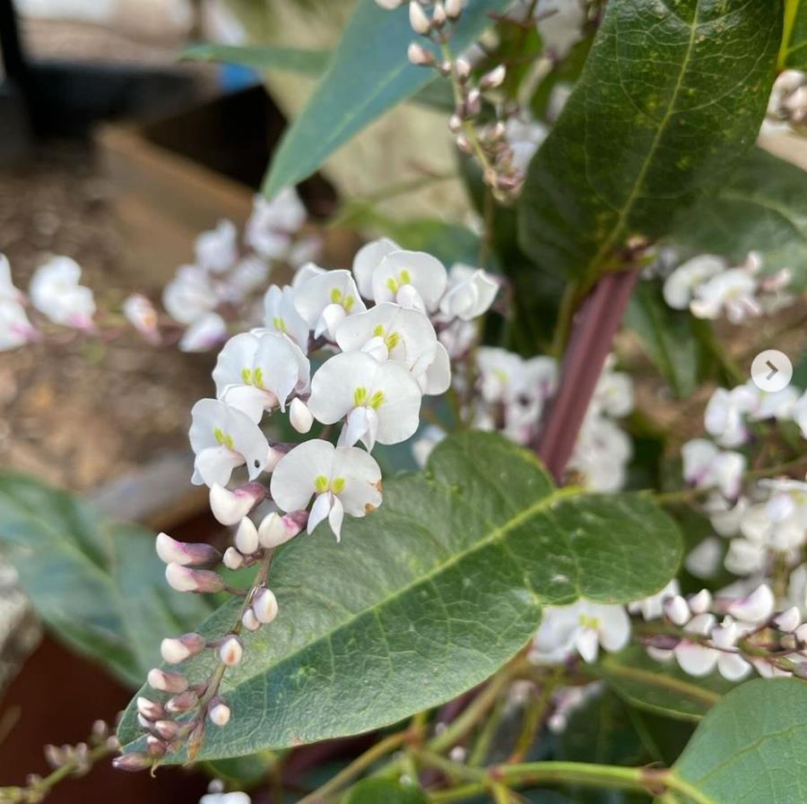 Nativeblooms-Hardenbergia-CERES-Nursery - CERES Fair Food CERES Nursery native blooms, Hardenbergia flowers
