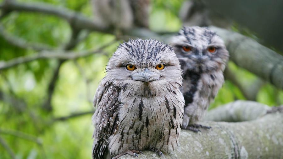 Tawny-Frogmouth - CERES Fair Food Tawny Frogmouth, you may spot these beauties at the CERES Bird Count Picnic.