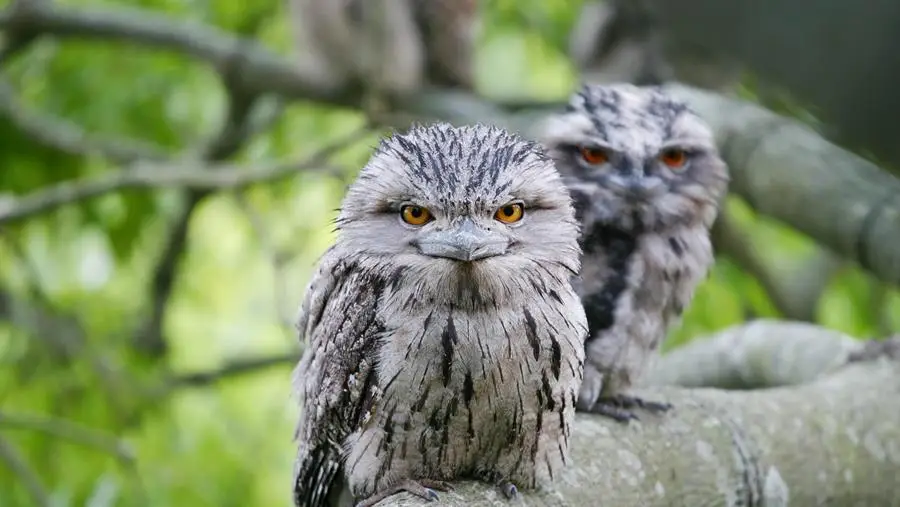 Tawny Frogmouth, you may spot these beauties at the CERES Bird Count Picnic.