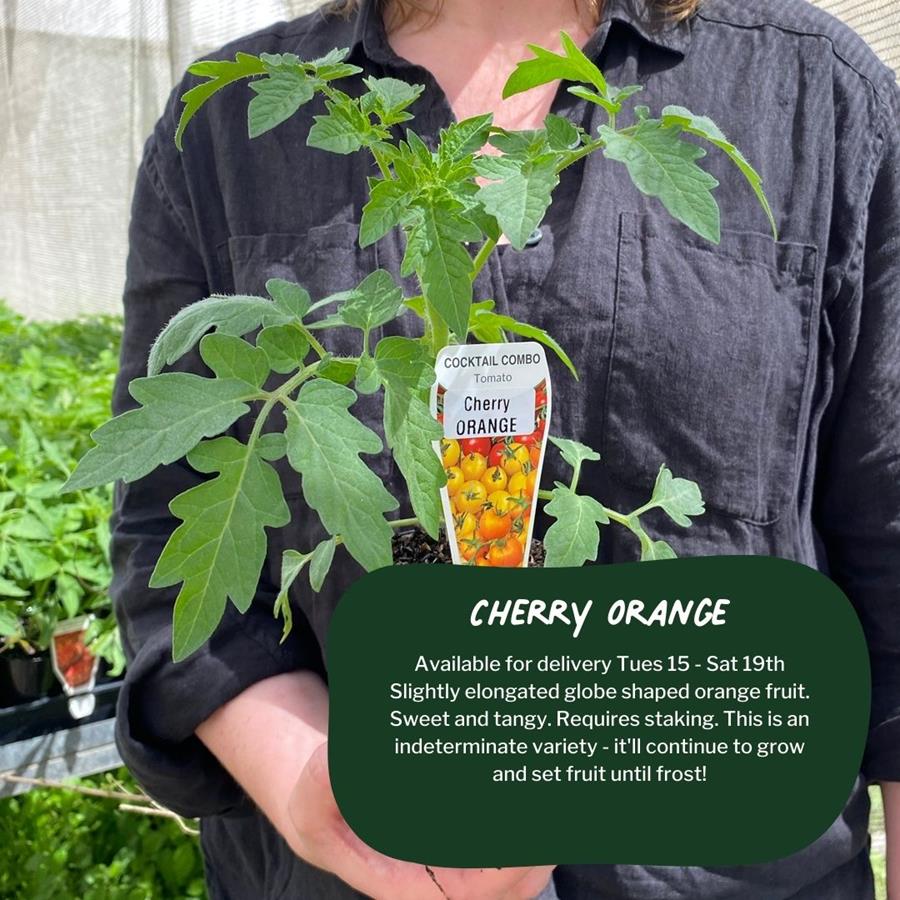CherryOrange-CERES-seedlings - CERES Fair Food CERES Tomato Seedlings - Cherry Orange