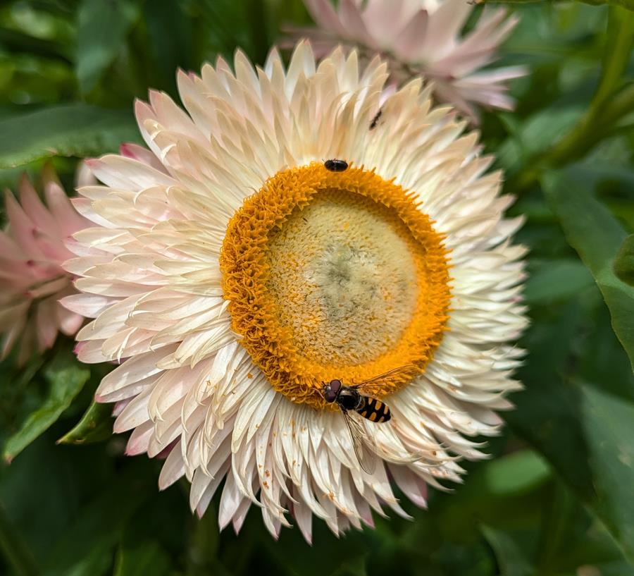 Paper-daisy-with-pollinators2 - CERES Fair Food Paper Daisy flower with pollinators