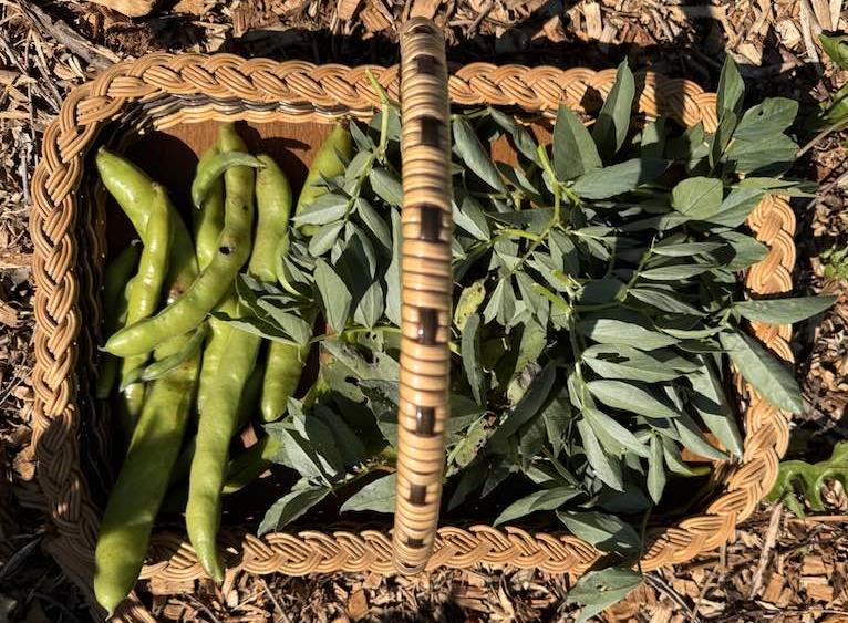 Basket-broadbeans-joes - CERES Fair Food Basket of freshly picked broad beans from Joe's Market Garden