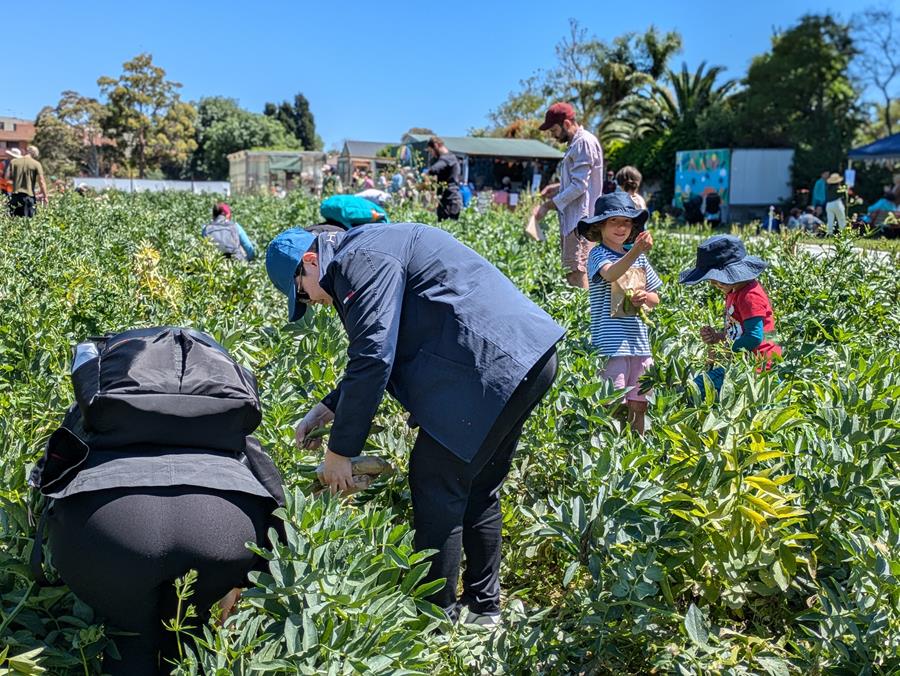 picking-broad-beans-joes-favafest - CERES Fair Food PIcking broad beans at Festival of Fava, CERES Joe's Market Garden, Coburg