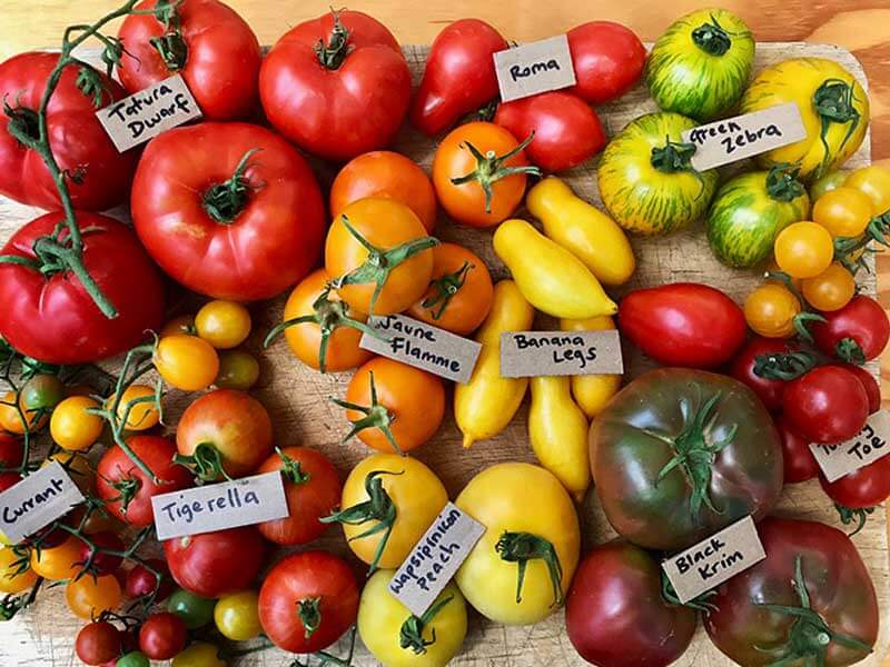 CERES-Nursery-Tomatoes - CERES Fair Food CERES Nursery Heirloom Tomatoes