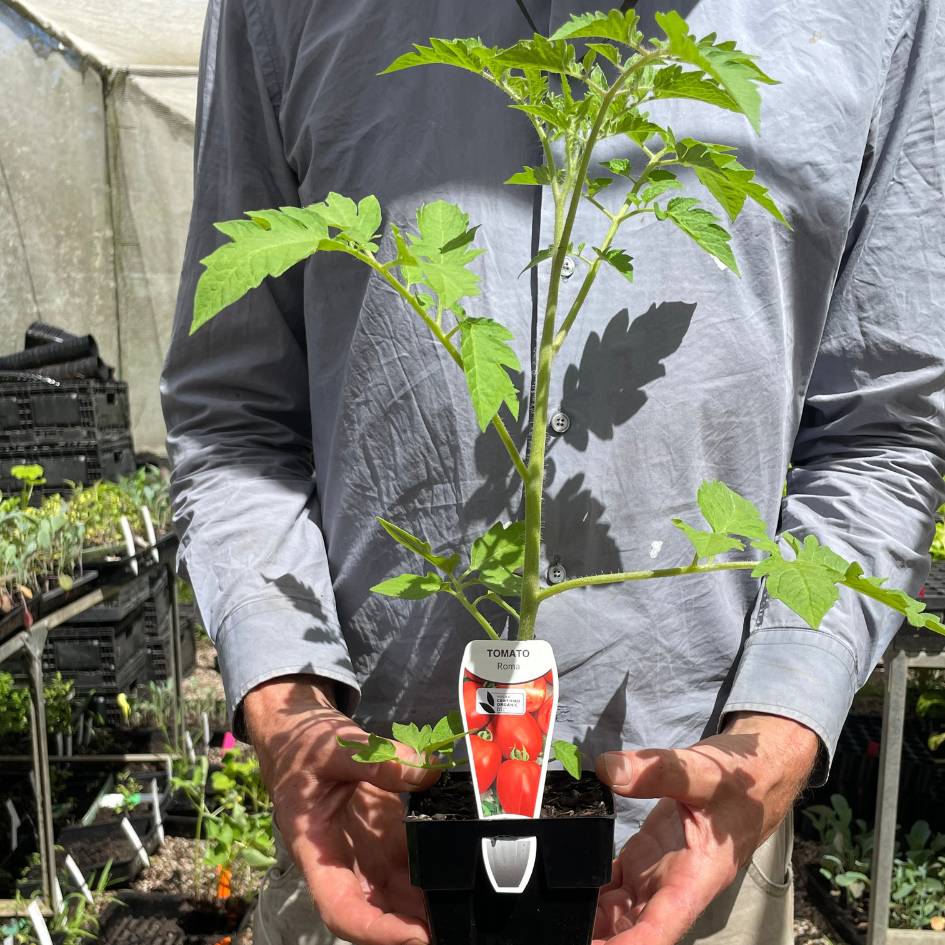 Tomato-Seedings-Lg_Roma - CERES Fair Food CERES Heirloom tomato seedling - Roma