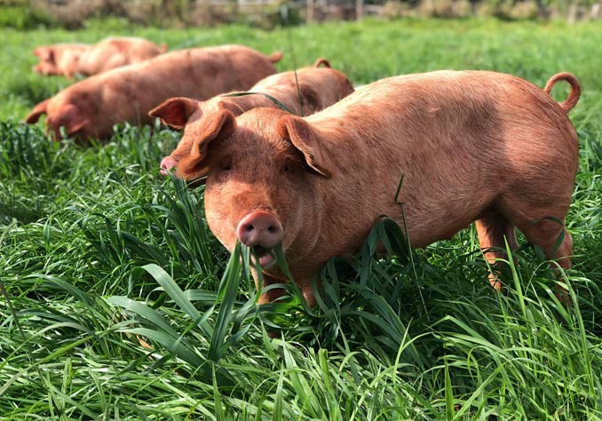 sunnyville-pigs - CERES Fair Food Farming and sourcing better meat
