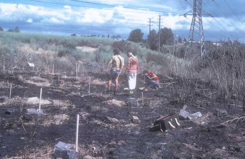 CERES-40-Years-17 - CERES Fair Food CERES Brunswick site, planting under powerlines - 40 years of CERES archive.