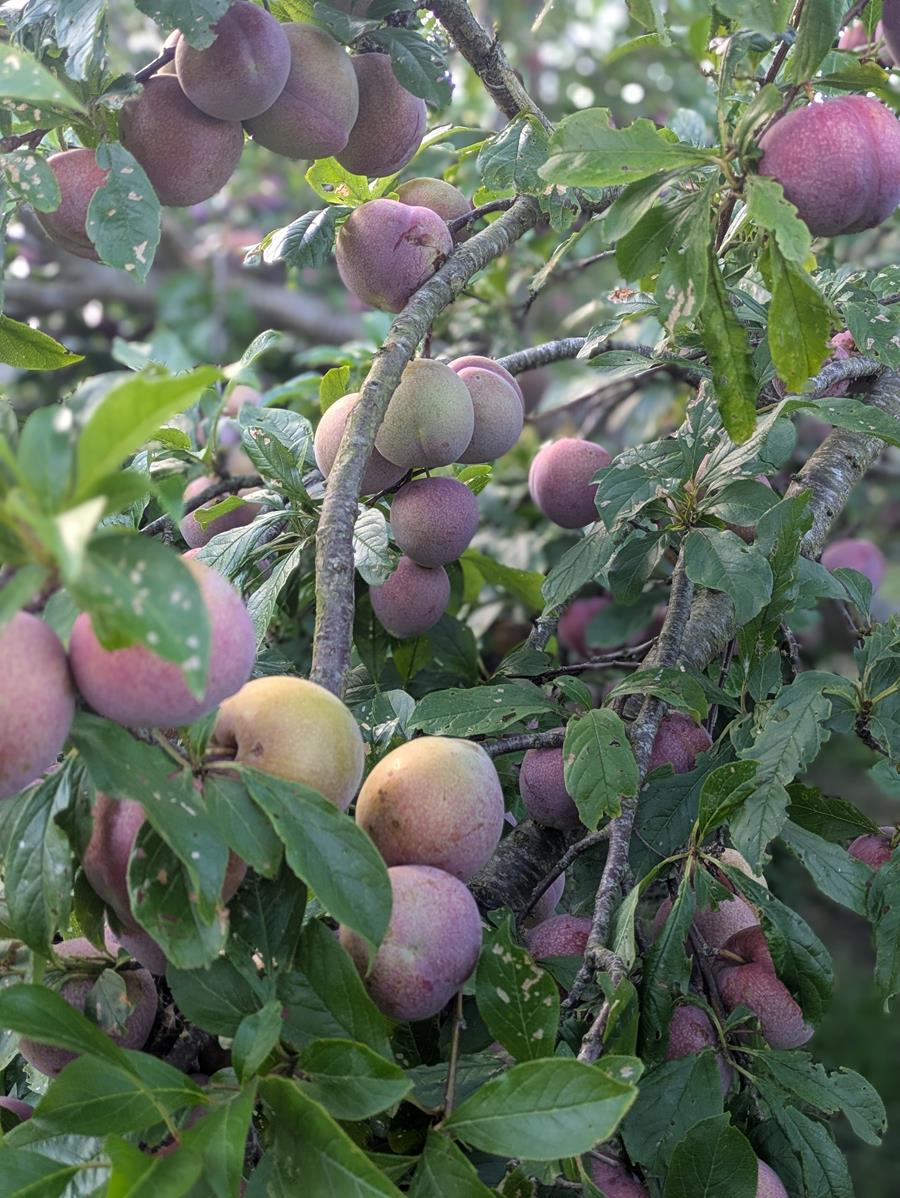 Plum_tree_portrait - CERES Fair Food Juicy plums ripening on a tree