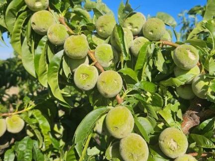 Dimits-Hail-hit-Peaches - CERES Fair Food Dimits hail hit clingstone peaches