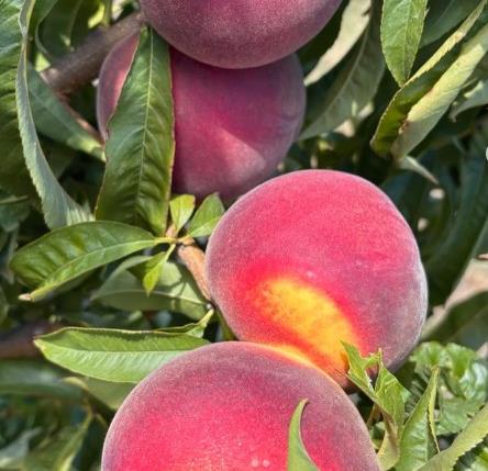 Dimits-Red-Italian-Clingstone - CERES Fair Food Dimits Italian Red Peaches