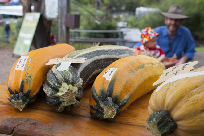 C - CERES Fair Food CERES Harvest Festival largest zucchini growing competition entries