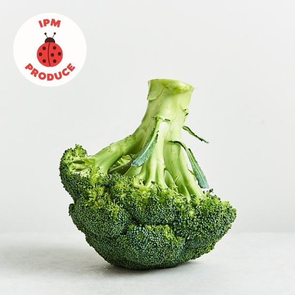 Broccoli IPM - CERES Fair Food