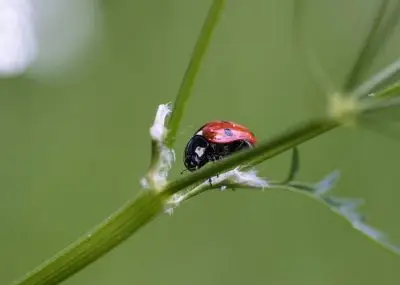 ladybird - CERES Fair Food Ladybird on plant