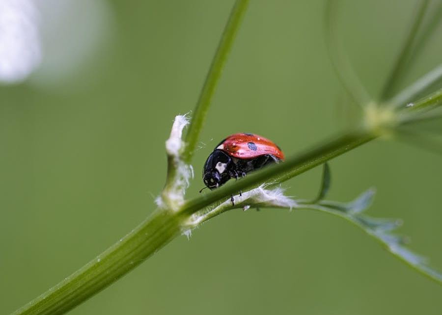 ladybird - CERES Fair Food Ladybird on plant