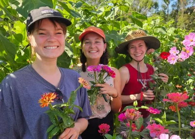 JoesFlowers-ZinnaCosmosSunflower - CERES Fair Food Flowers being picked at Joes Garden, Coburg