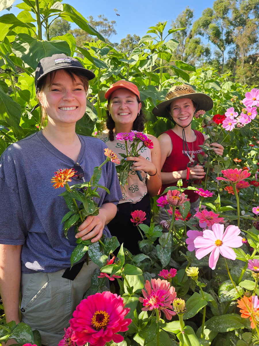 JoesFlowers-ZinnaCosmosSunflower - CERES Fair Food Flowers being picked at Joes Garden, Coburg